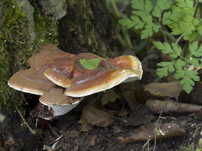 Ganoderma lucidum